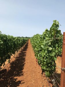 Photo of vineyard at Holloran Vineyard Wines